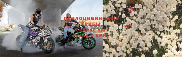 прущие грибы Пересвет